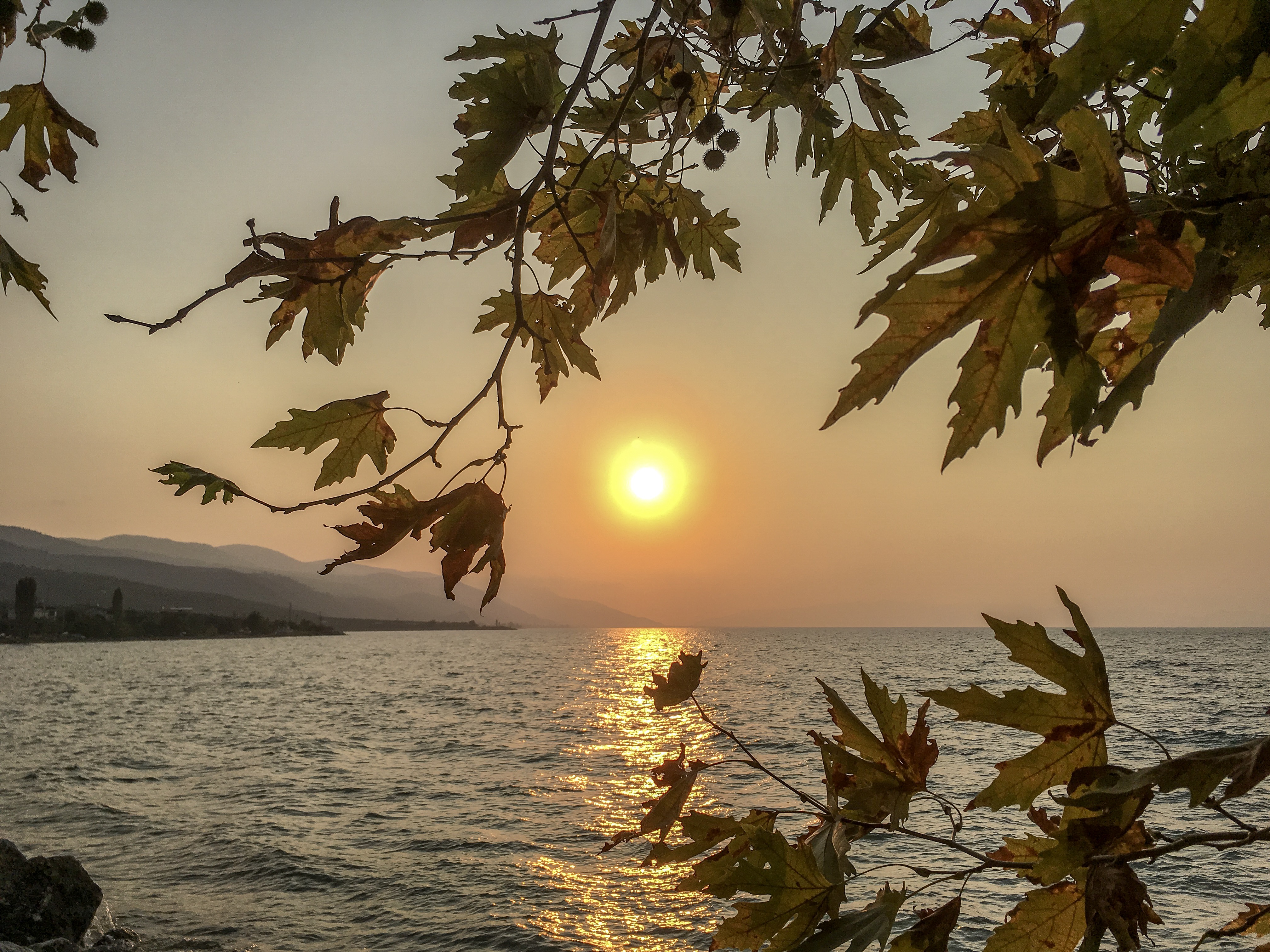 Bursa